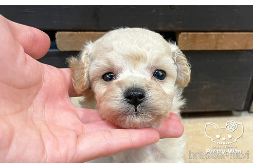 成約済の愛知県のミックス犬-158300