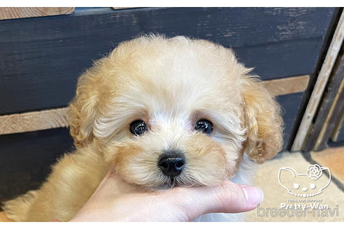 成約済の愛知県のタイニープードル-154791