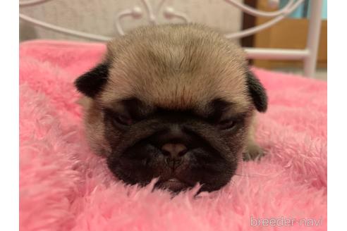 成約済の茨城県のパグ-159456の7枚目