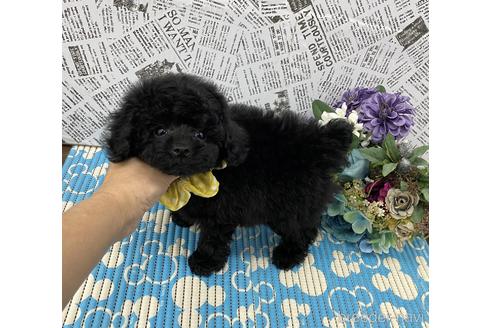 成約済の大阪府のタイニープードル-158362の4枚目