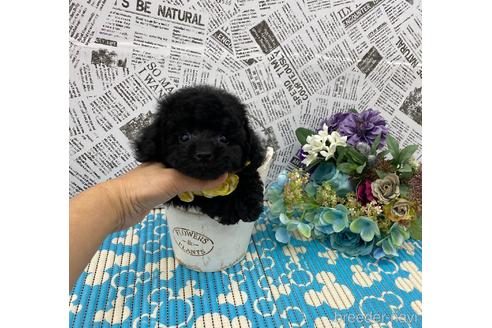 成約済の大阪府のタイニープードル-158362の3枚目