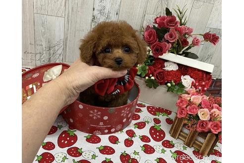 成約済の大阪府のティーカッププードル-157144の5枚目