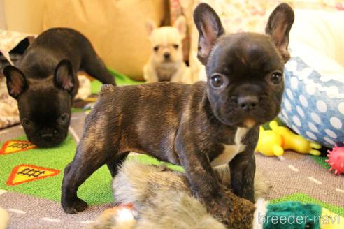 成約済の愛知県のフレンチブルドッグ-154756の2枚目