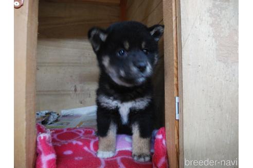 成約済の岡山県の柴犬-155280の1枚目