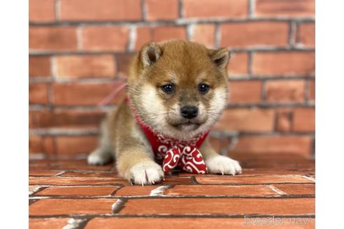 成約済の福岡県の豆柴-159889の2枚目