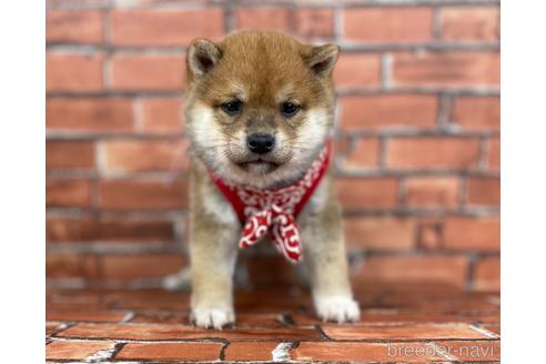 成約済の福岡県の豆柴-159889の1枚目