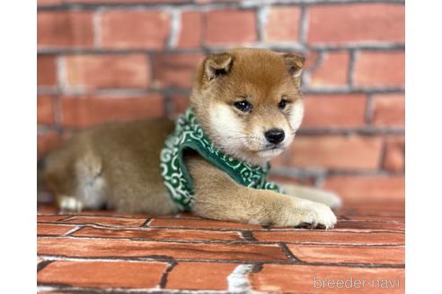 成約済の福岡県の豆柴-157591の5枚目