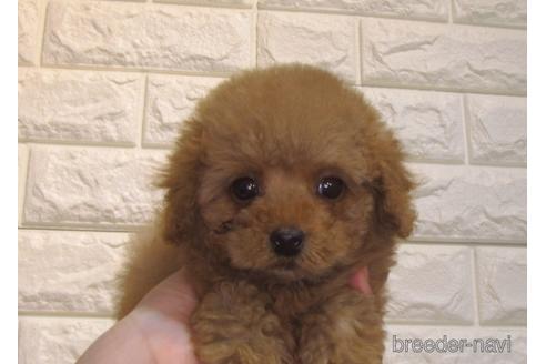 成約済の茨城県のトイプードル-159917の5枚目