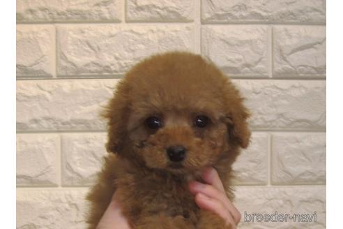 成約済の茨城県のトイプードル-159917の4枚目