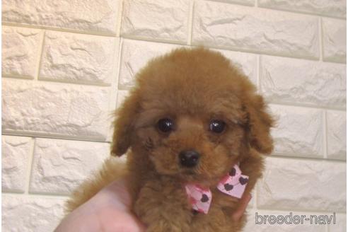 成約済の茨城県のトイプードル-159917の3枚目