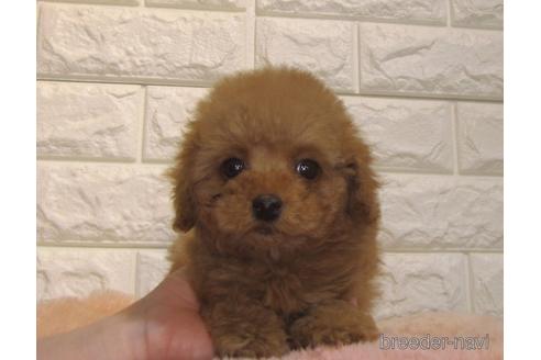 成約済の茨城県のトイプードル-159917の2枚目