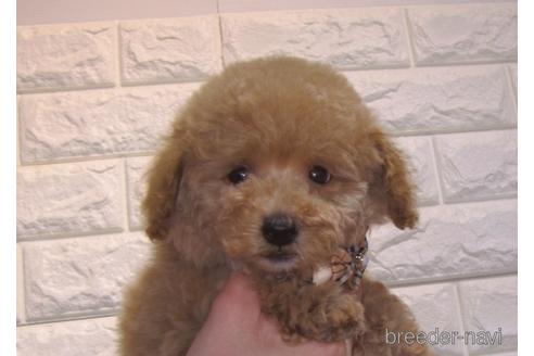 成約済の茨城県のトイプードル-159920の1枚目