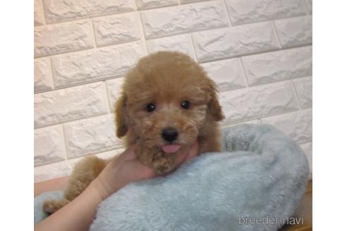 成約済の茨城県のトイプードル-159920の4枚目