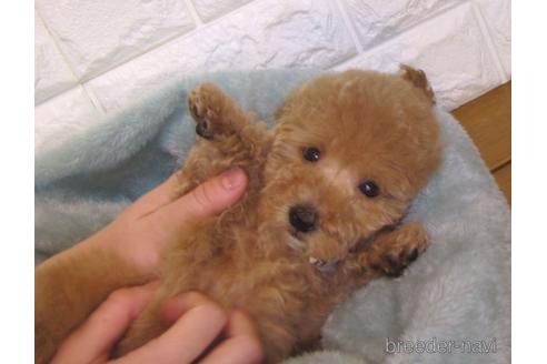 成約済の茨城県のトイプードル-159920の3枚目