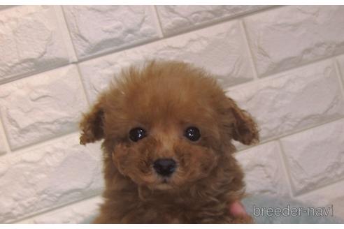 成約済の茨城県のトイプードル-159923