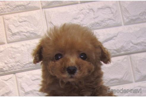 成約済の茨城県のトイプードル-159923の4枚目