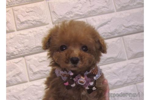 成約済の茨城県のトイプードル-159923の3枚目