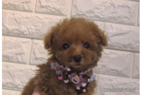 成約済の茨城県のトイプードル-159923の2枚目