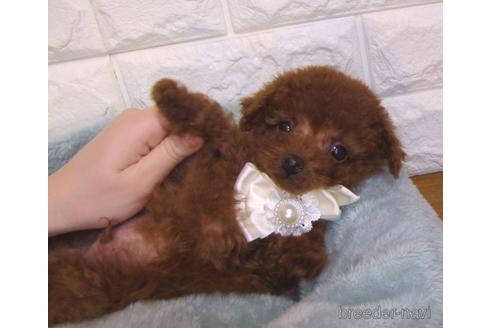 成約済の茨城県のトイプードル-159924