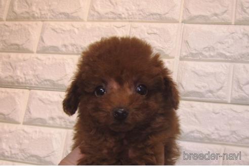 成約済の茨城県のトイプードル-159924の5枚目