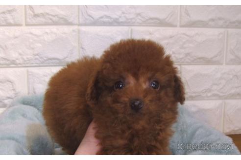 成約済の茨城県のトイプードル-159924の4枚目