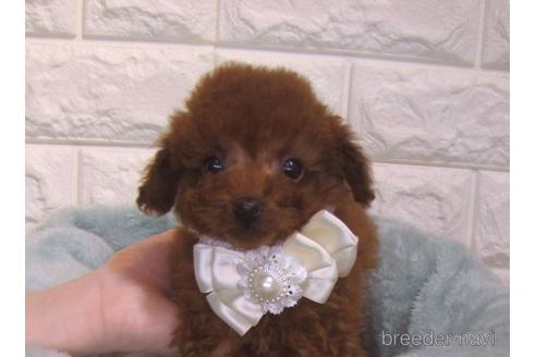 成約済の茨城県のトイプードル-159924の2枚目