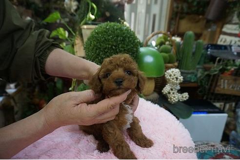 成約済の京都府のタイニープードル-158487の3枚目