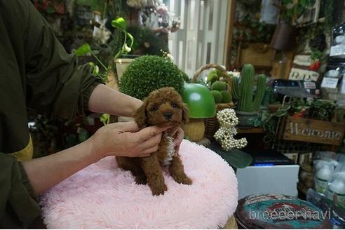 成約済の京都府のタイニープードル-158487の2枚目