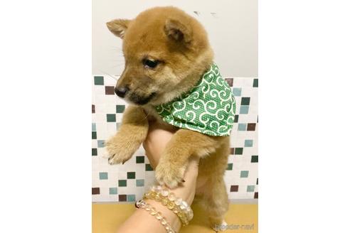 成約済の茨城県の豆柴-157254の3枚目