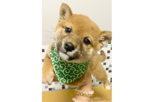 成約済の茨城県の豆柴-157254の1枚目