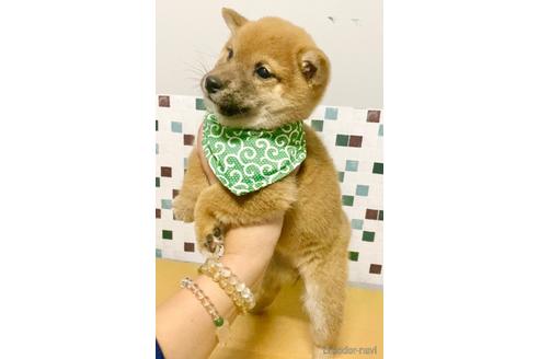成約済の茨城県の豆柴-157254の4枚目