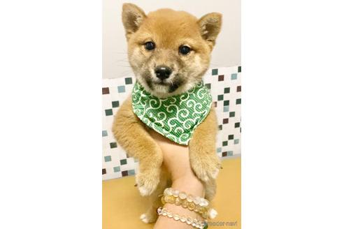 成約済の茨城県の豆柴-157254の5枚目