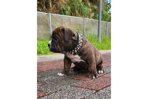 成約済の沖縄県のミックス犬-155756の6枚目
