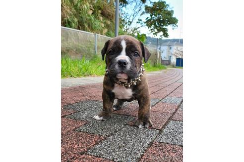 成約済の沖縄県のミックス犬-155756の6枚目