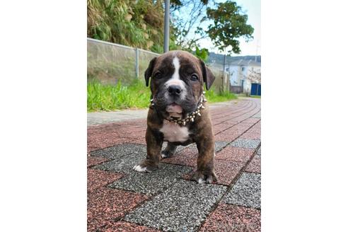 成約済の沖縄県のミックス犬-155756の3枚目