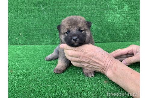 成約済の福岡県の柴犬-159984の1枚目