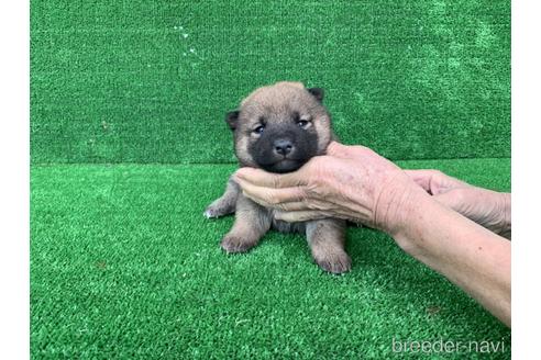 成約済の福岡県の柴犬-159985の1枚目