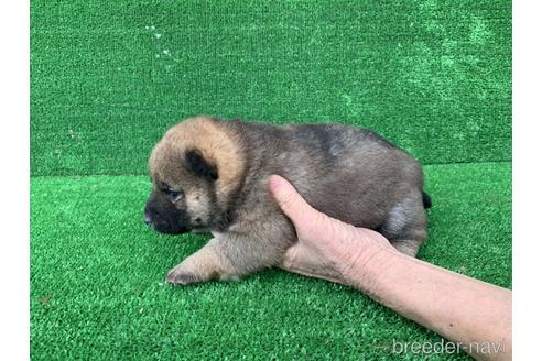 成約済の福岡県の柴犬-159985の2枚目