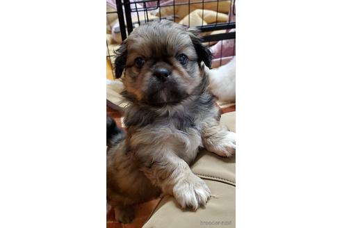 成約済の岩手県のミックス犬-158369の1枚目
