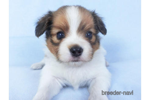 成約済の千葉県のパピヨン-159994の12枚目