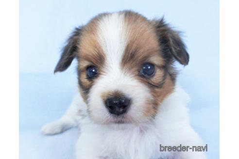 成約済の千葉県のパピヨン-159994の11枚目