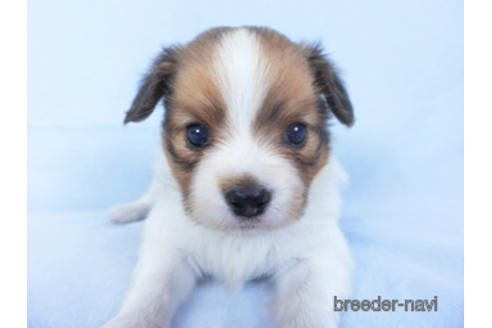 成約済の千葉県のパピヨン-159994の10枚目