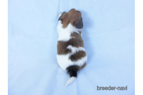 成約済の千葉県のパピヨン-159994の9枚目