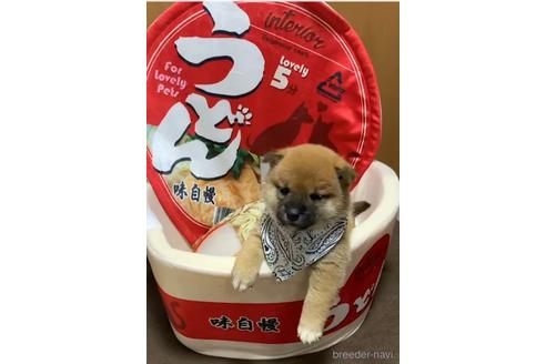 成約済の福岡県の柴犬-159995の1枚目