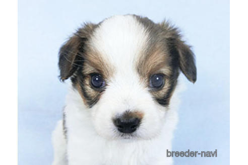 成約済の千葉県のパピヨン-159996の20枚目