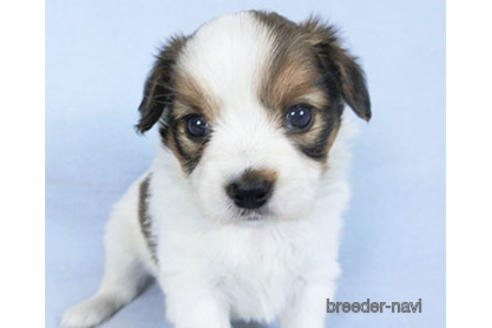 成約済の千葉県のパピヨン-159996の19枚目