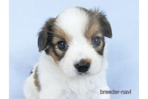 成約済の千葉県のパピヨン-159996の18枚目