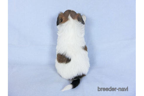 成約済の千葉県のパピヨン-159996の17枚目