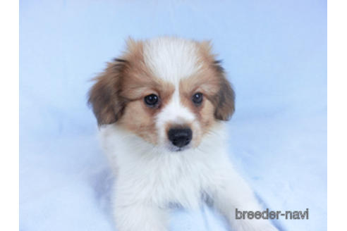 成約済の千葉県のパピヨン-157279の4枚目