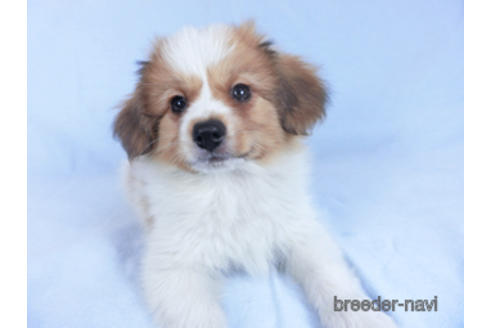 成約済の千葉県のパピヨン-157279の3枚目